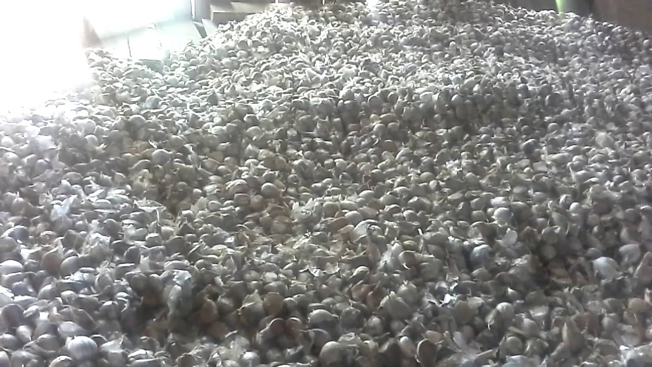 Как продать чеснок. How to sell garlic