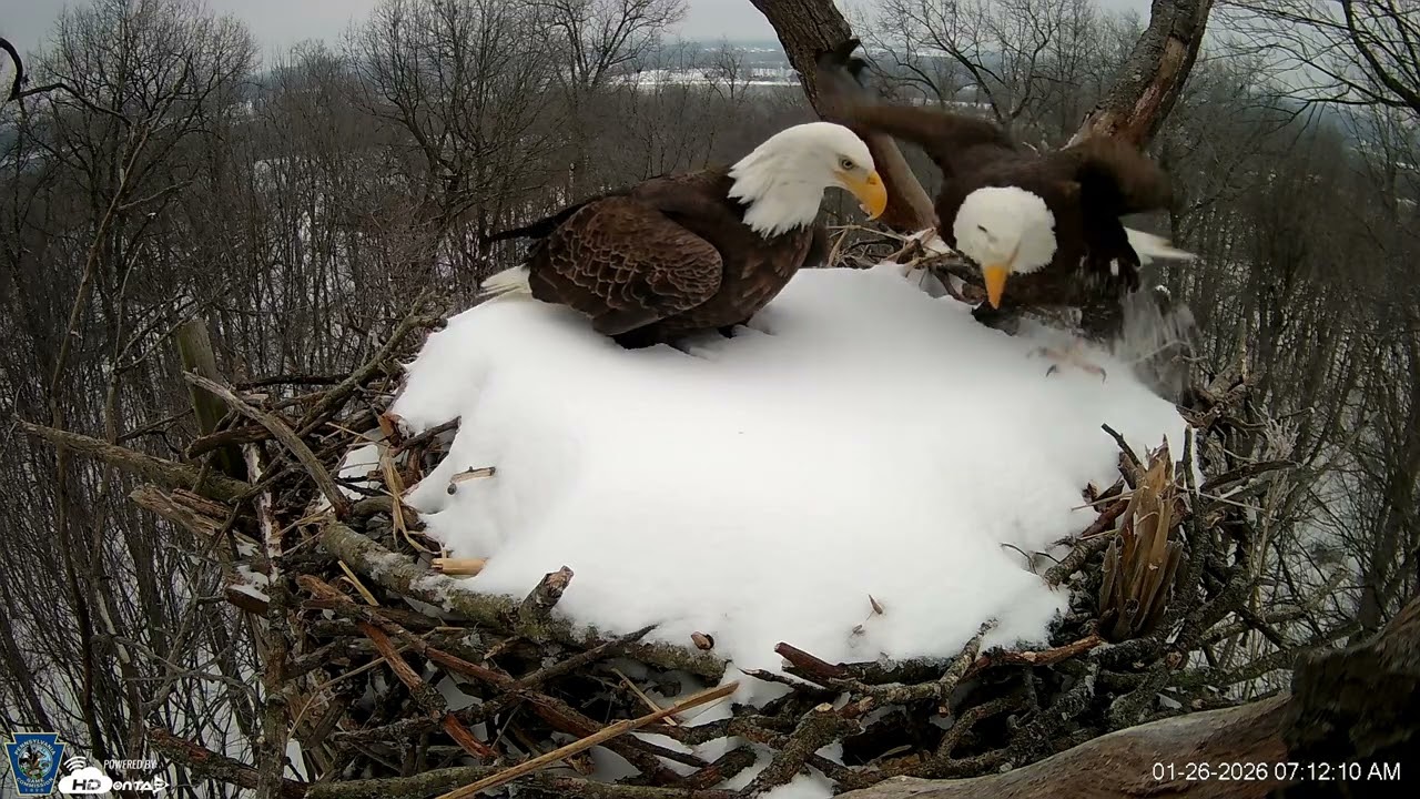 Hanover Eagles Live Cam   HDOnTap — Mozilla Firefox 2026 01 26 07 11 54
