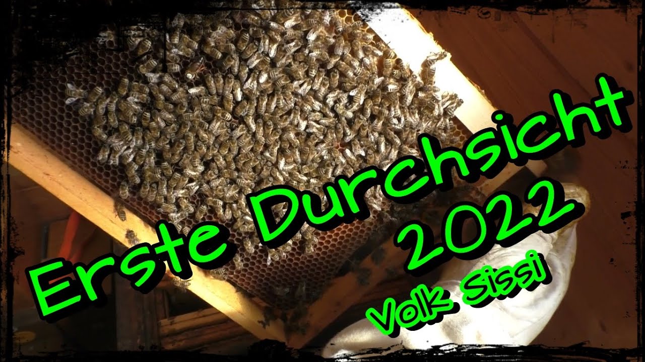 Erste Durchsicht 2022 Volk Sissi / Brut,K&ouml;nigin vorhanden? / Imkern / Bienenjahr