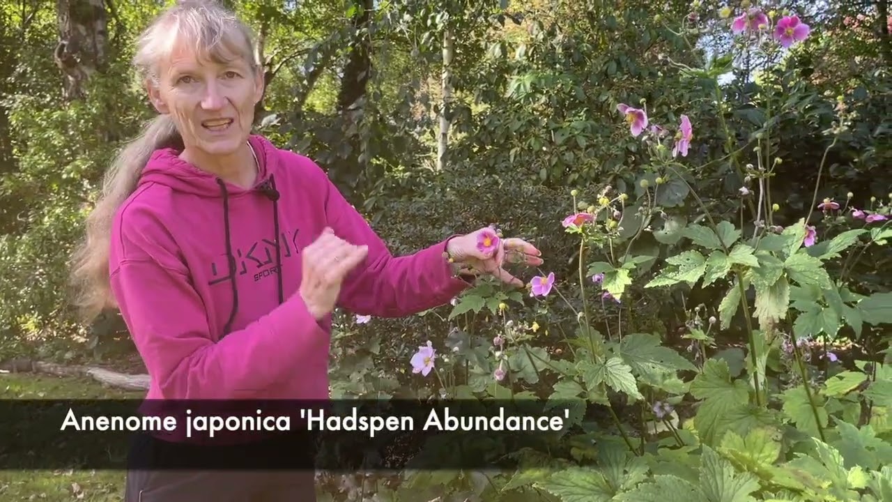 Осенние многолетники