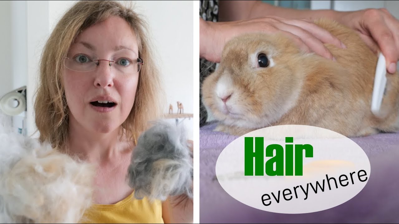 The MOLTING period: about RABBITS shedding their fur | Tips and tricks