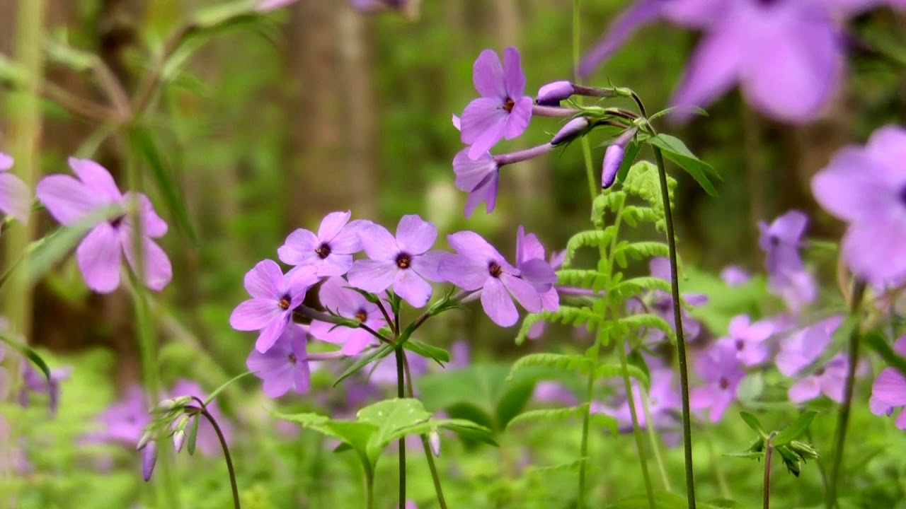 Riverside stroll among wildflowers