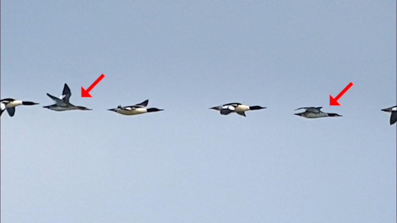 Common Merganser vs Red-breasted Merganser in flight comparison (females)