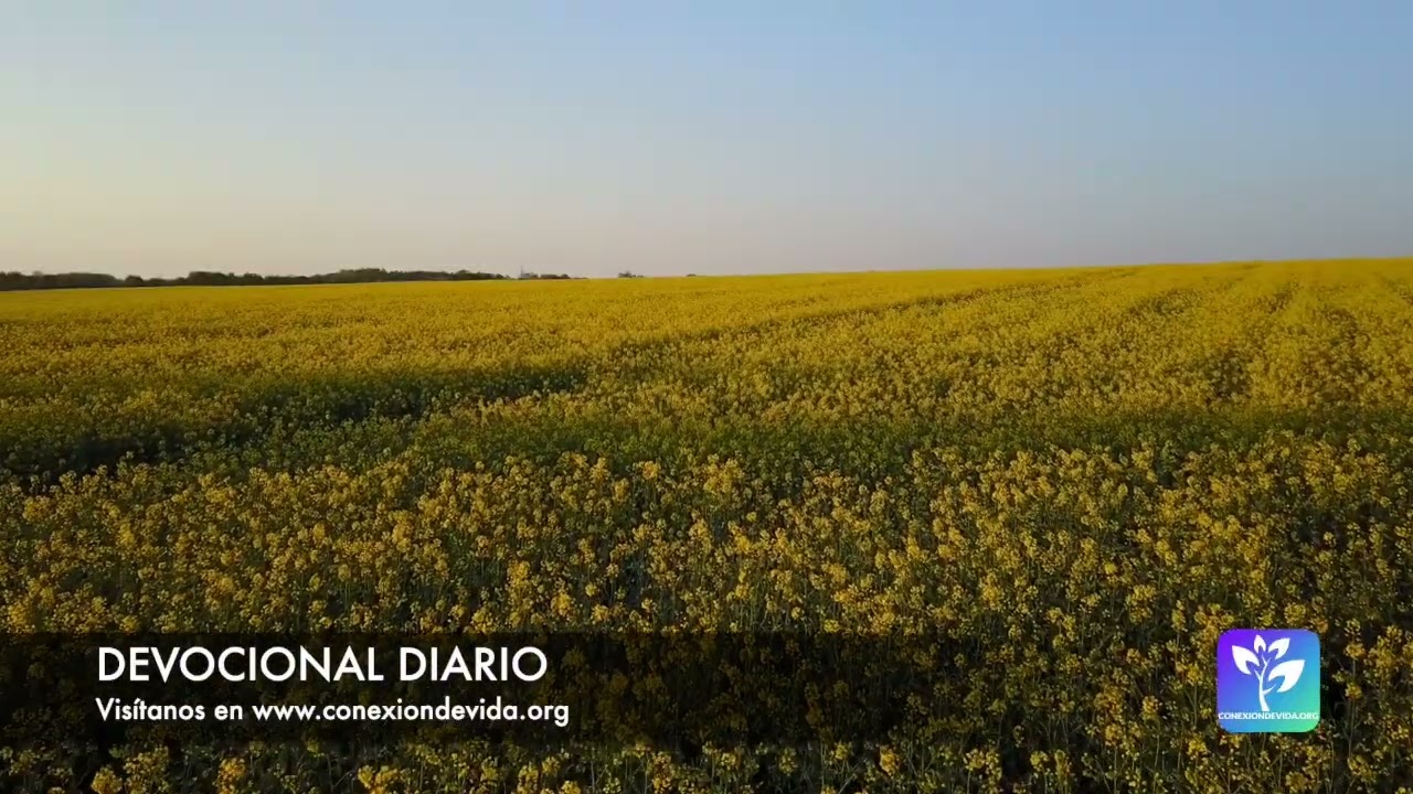 Devocional diario - 2026-02-20 - Cristo, eres mi plenitud