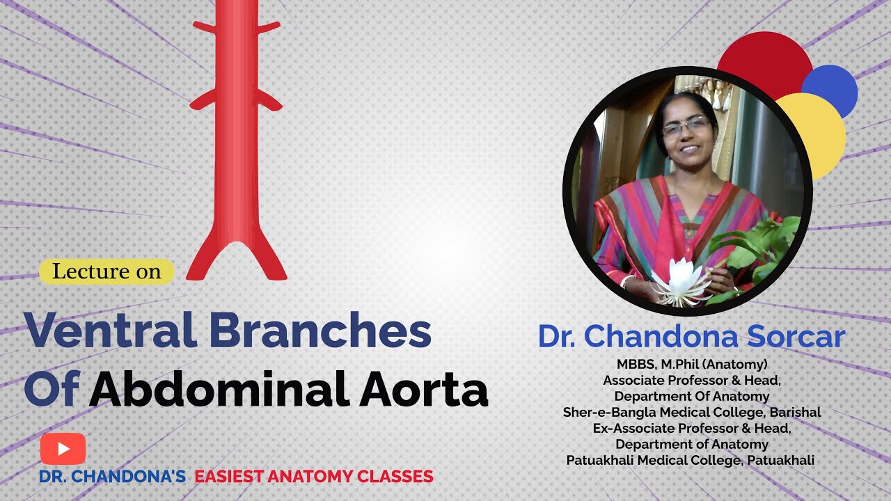 Lecture On Ventral Branches Of Abdominal Aorta