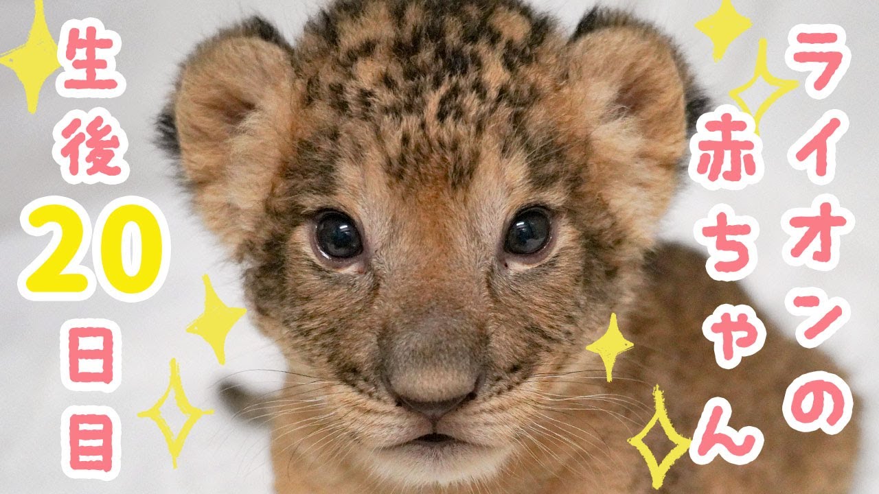 ライオンの赤ちゃん 🐾（生後20日目）
