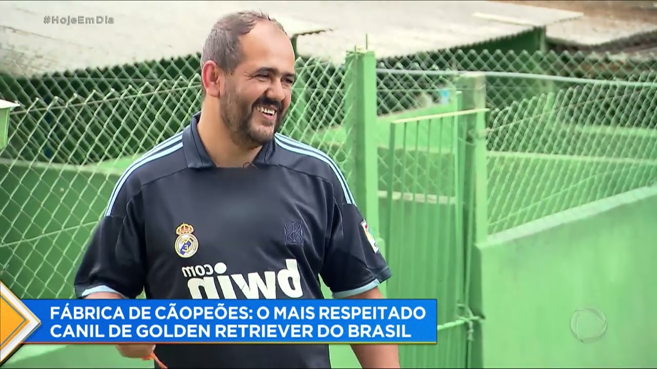 Saiba tudo sobre a raça dos cães golden retriever | 'Quatro Patas'