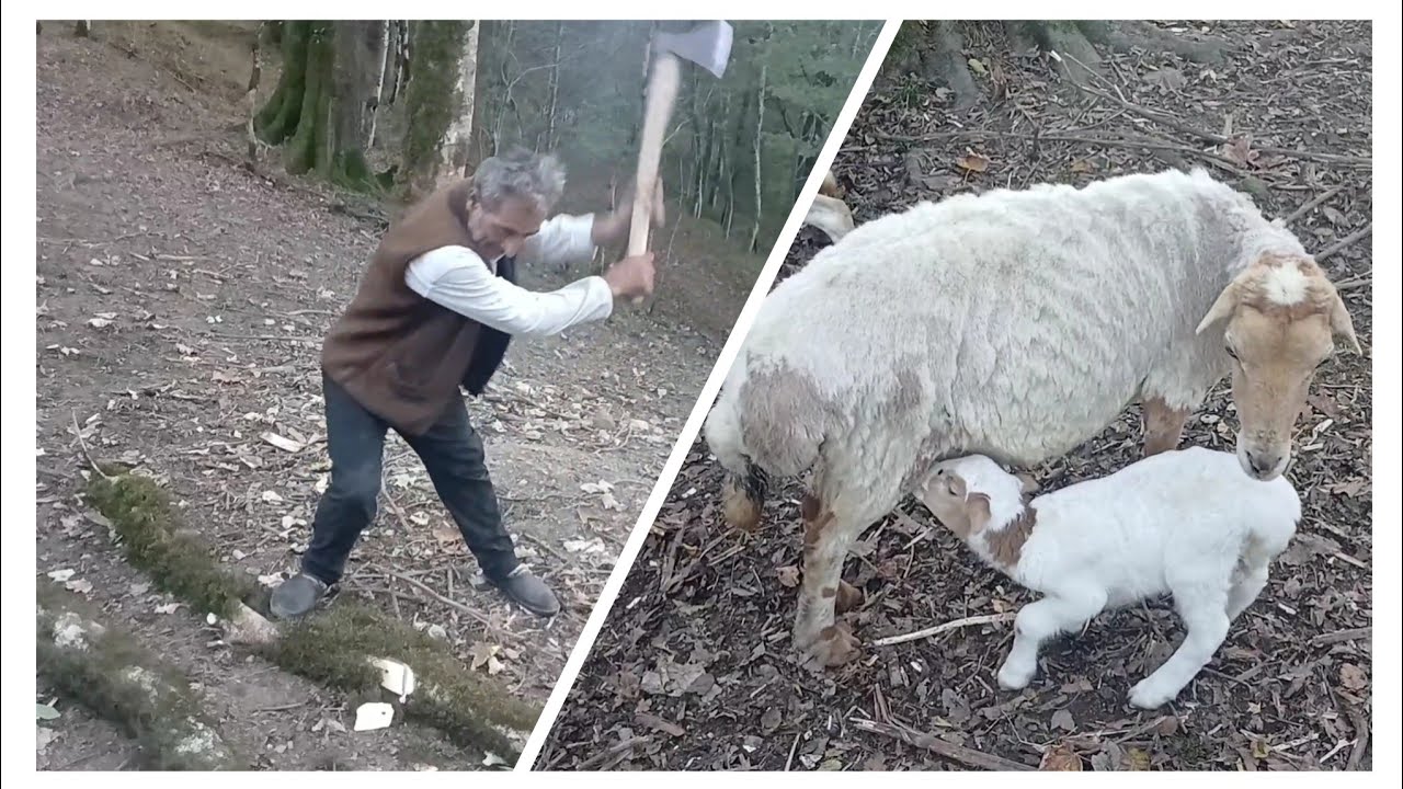 Our shepherd's life in the forest😇