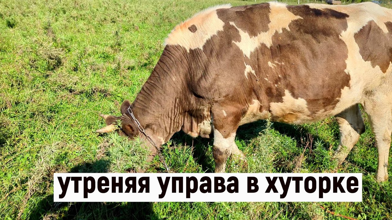 Утренняя управа.