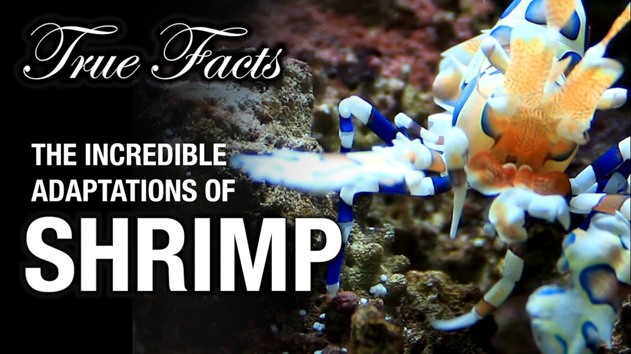 True Facts: Shrimp Hunt Starfish?