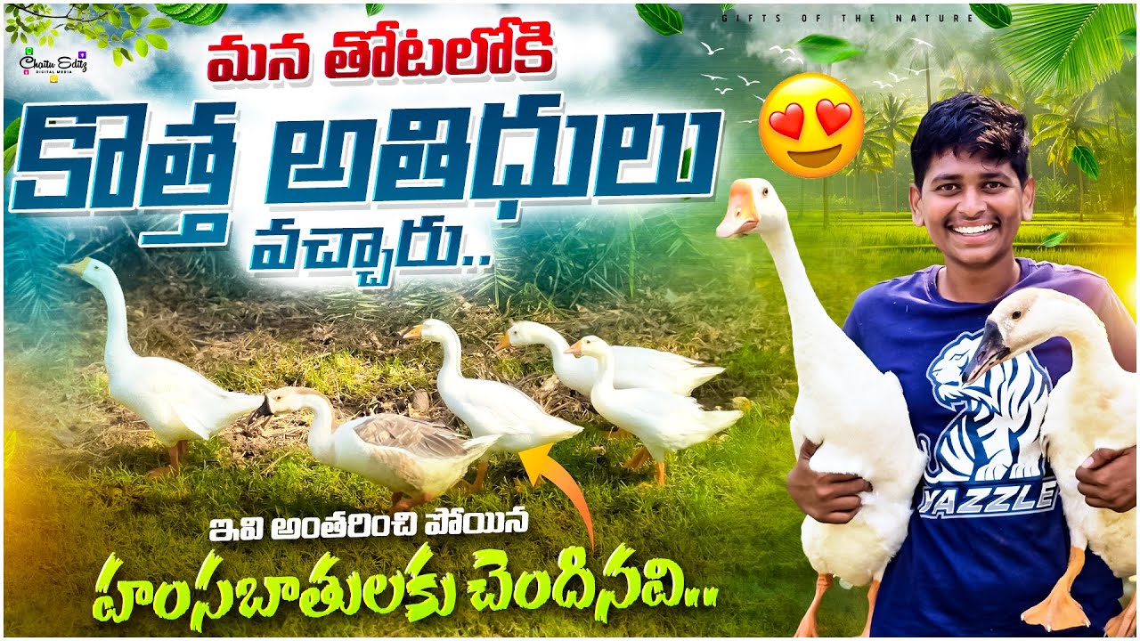 మనతోటలోకి కొత్త అతిధులు వచ్చాయి🤩 || ఇవి అంతరించిపోయిన హంస జాతికి చెందినవి😮🦆 