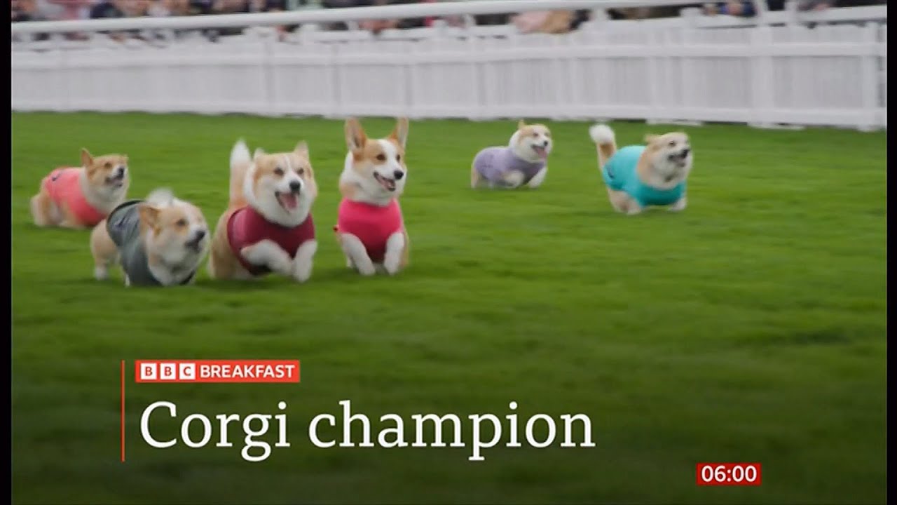 Corgi Derby at Musselburgh Racecourse (fun story) (UK)  20/Apr/2025