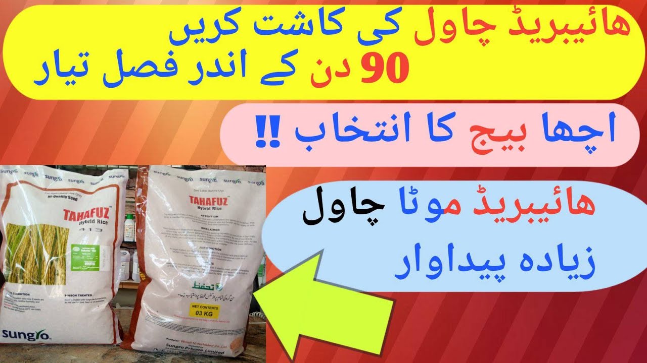 Mukabla kro paidawaar se hybrid rice 413 mota chawl 90 din mein pak kr tiyar.