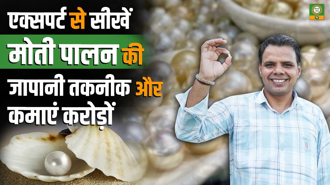 जापानी तकनीक से मोती पालन सीखें | करोड़ों की कमाई का नया फार्मिंग बिज़नेस |