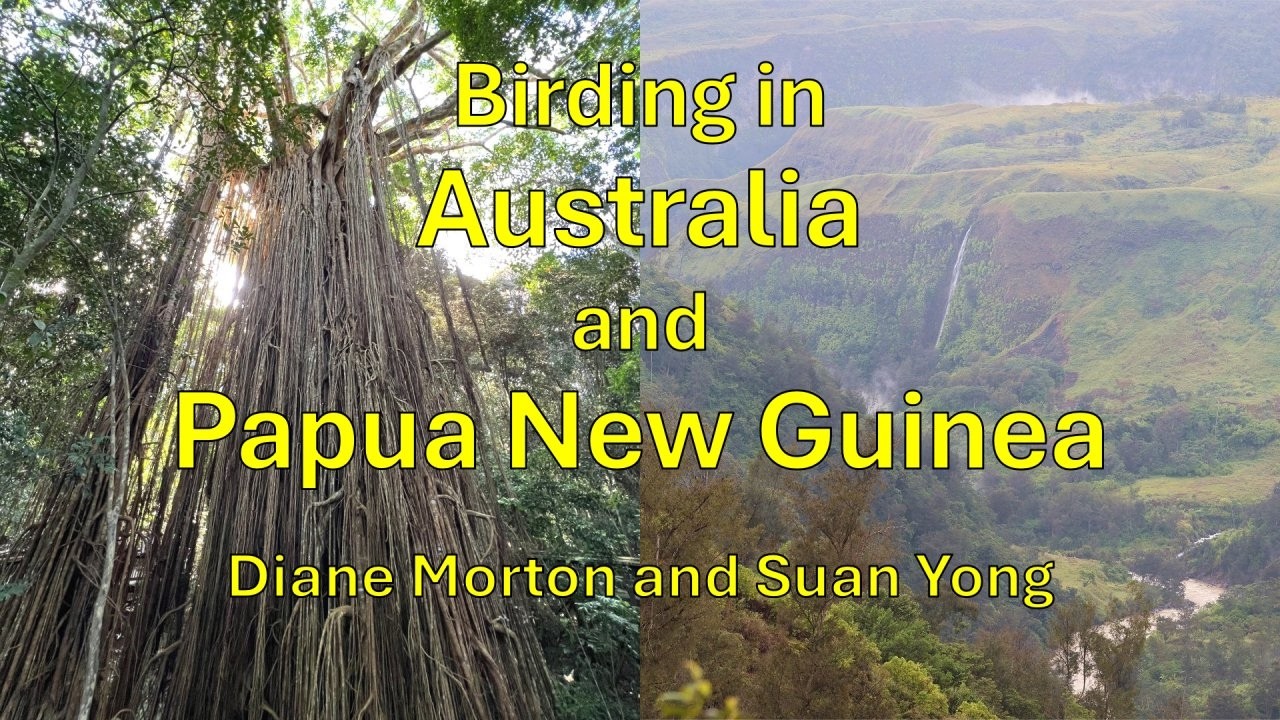Birding in Australia and Papua New Guinea - Cayuga Bird Club 2026-02