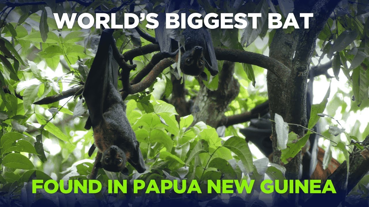 WORLD'S BIGGEST BAT