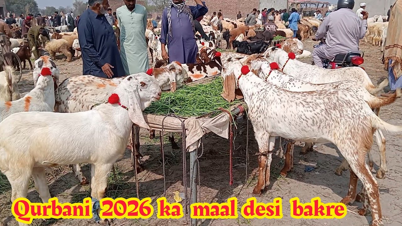 Qurbani 2026 ka maal makkhi chine bakre desi bakre aur desi chhatra Sindhi Mundra Sajjad Lahori shoq
