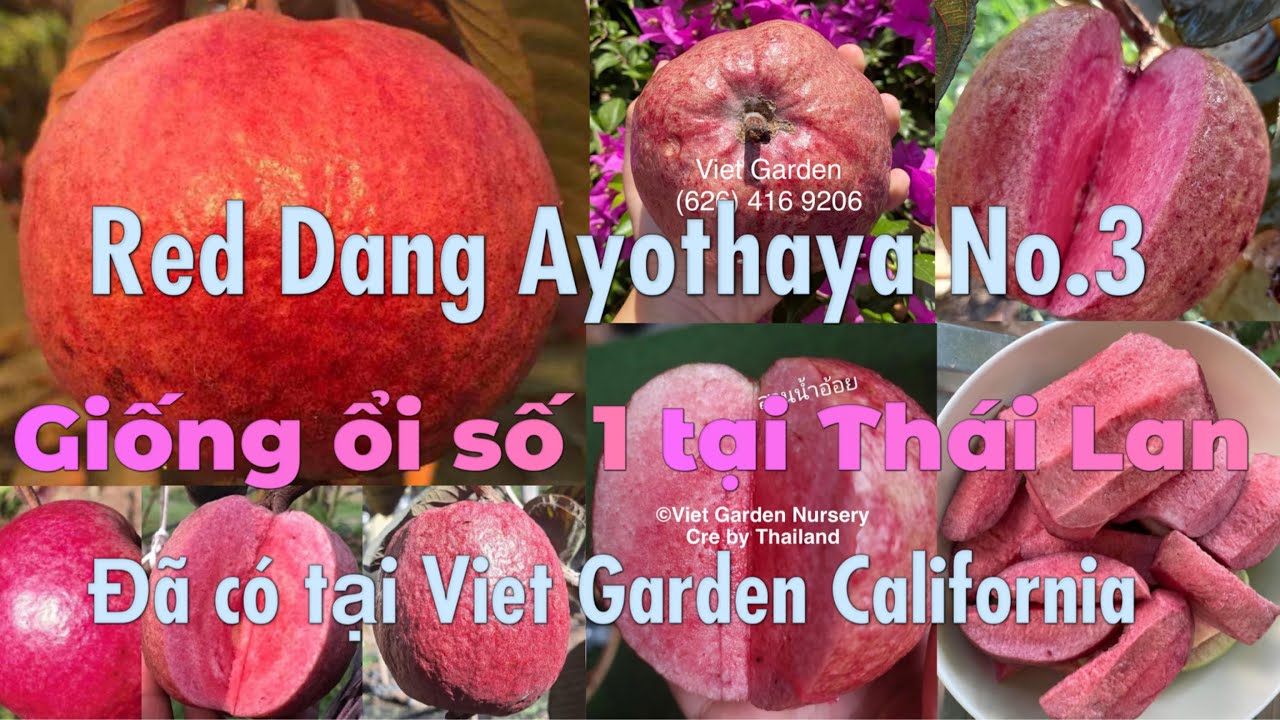 Vlog#100:Ngạc nhiên, mê mẩn giống ổi nổi tiếng nhất về độ giòn ngọt-Niềm tự hào nông nghiệp Thailand