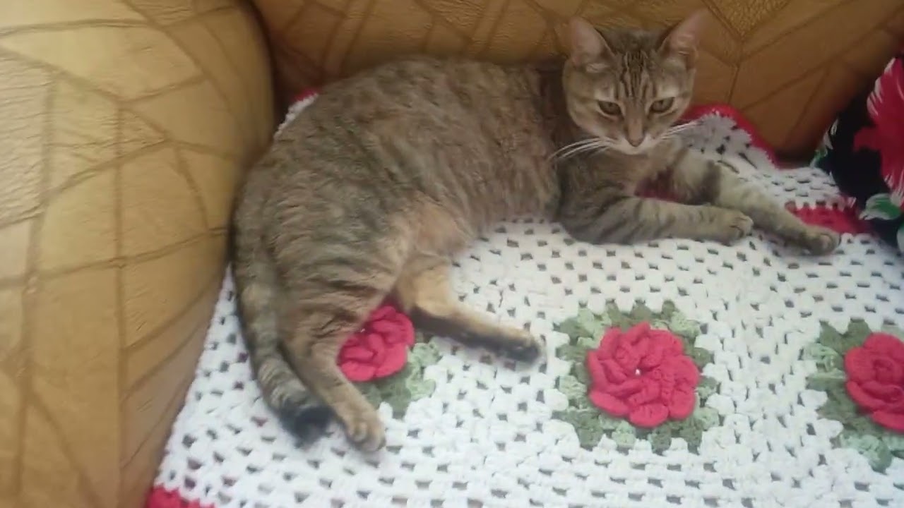 Rotina da minha casinha levantando cedinho e organizando as coisas pra limpar 🧹🧹