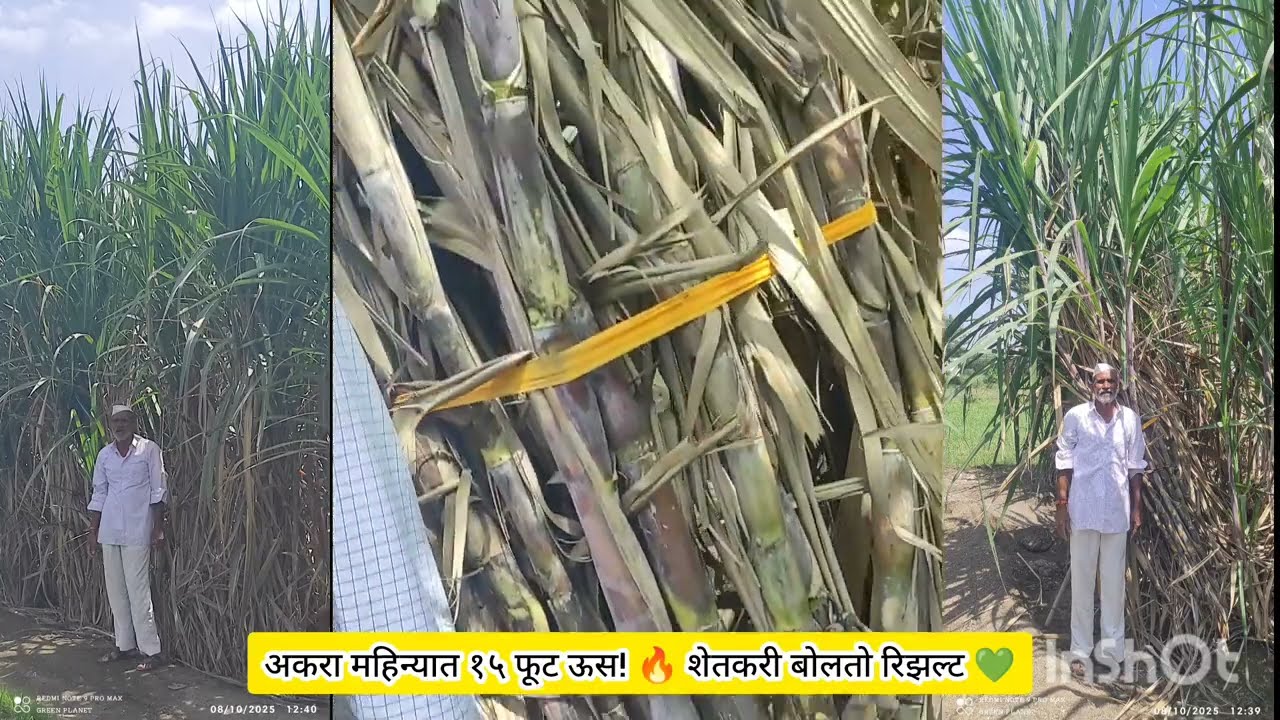 🧑‍🌾 शेतकरी बोलतो – शेणखत न वापरता १५ फूट ऊस! 😲🌾