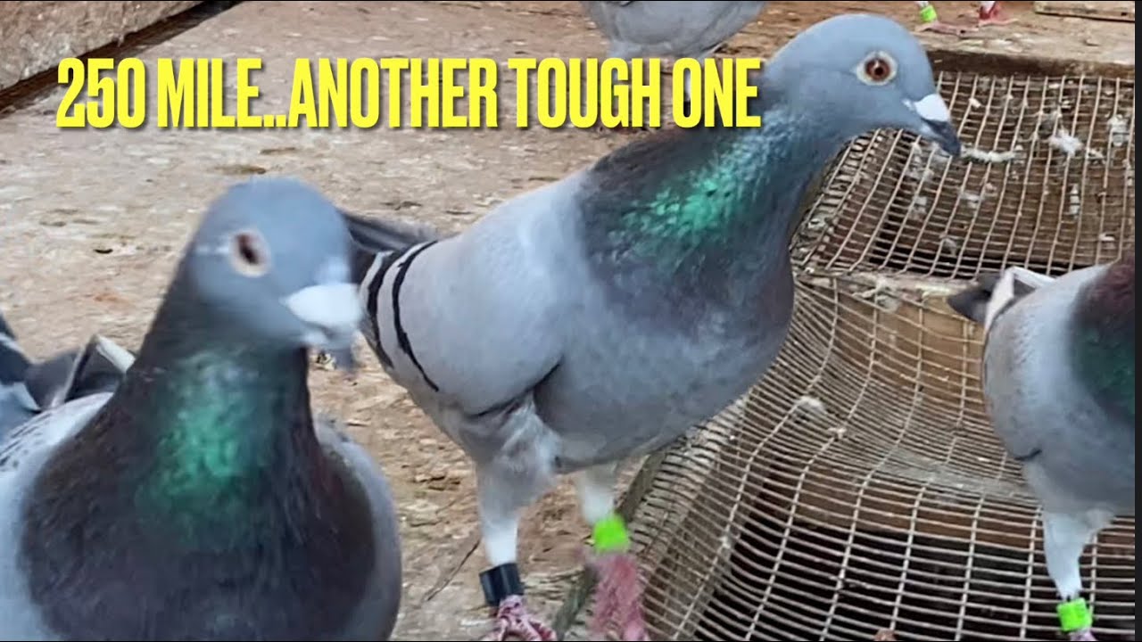 Racing Pigeons YB’s 2023 Season Race 5