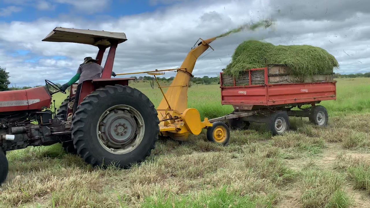 Colhendo capim Buffel para silagem .