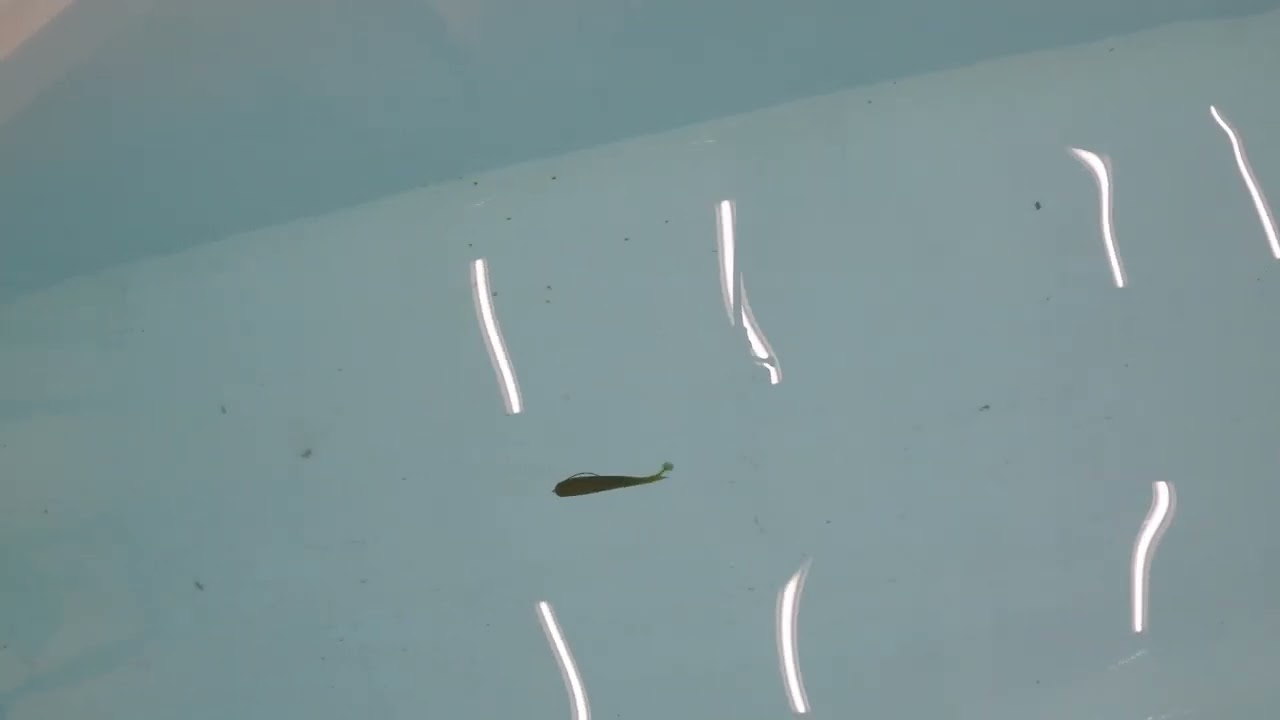 CRAMPSHAD FAT4.5inch  SWIMMINGTEST