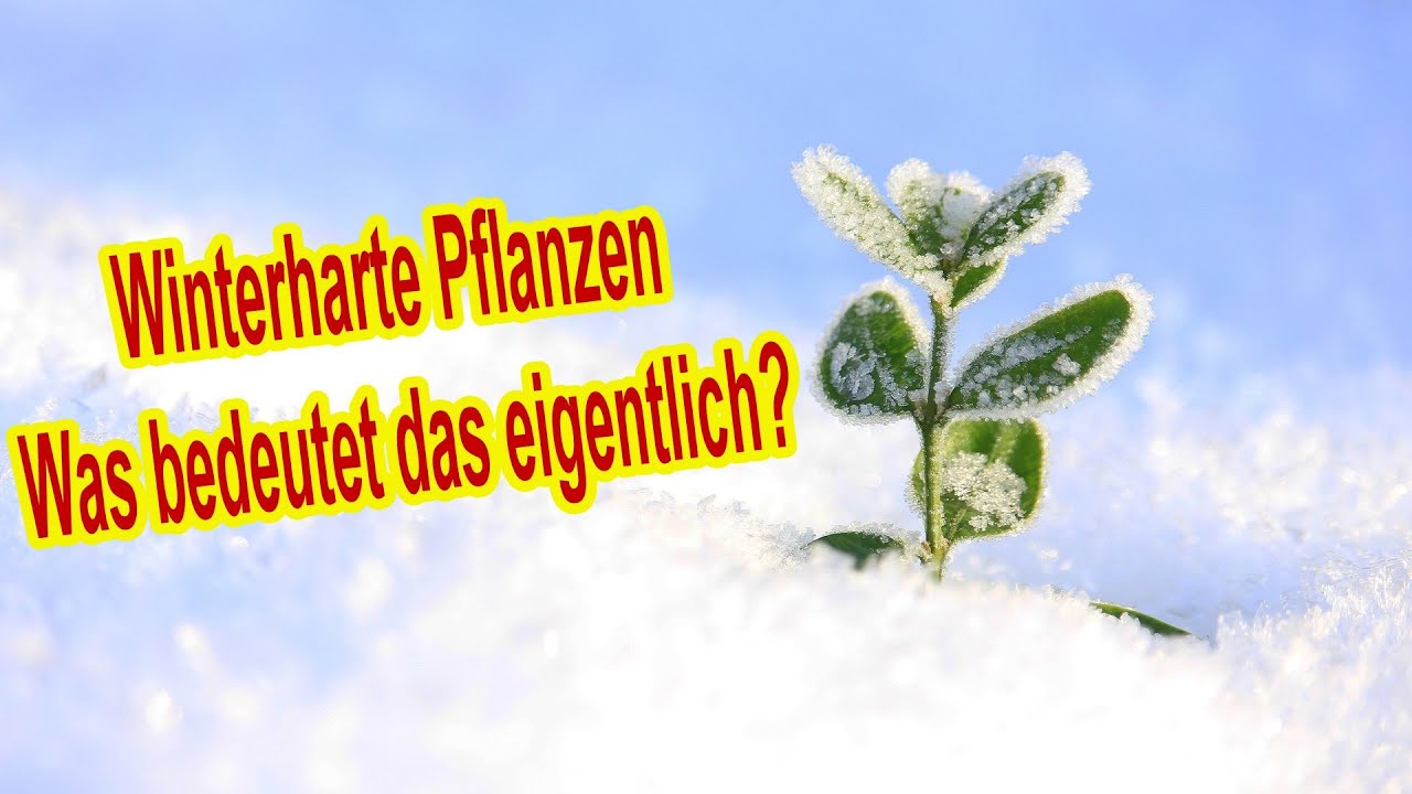 Was bedeutet eigentlich &bdquo;winterhart&ldquo; bei Pflanzen? Und auf was man dabei achten muss!