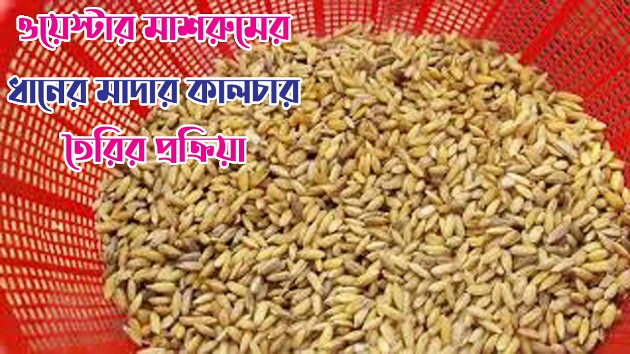 ওয়েস্টার মাশরুমের ধানের মাদার তৈরি করার প্রক্রিয়া। ভিশন মাশরুম সেন্টার। Mother Culture Process