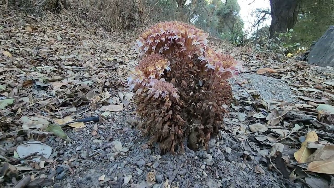 Found a Rather Rare Plant: FRINGED PINESAP