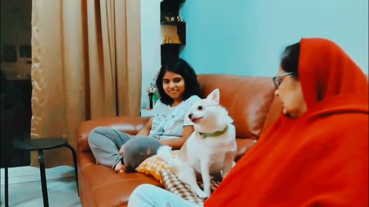 Makhhan ke saath Masti #chihuahua #dog #pet #doglover