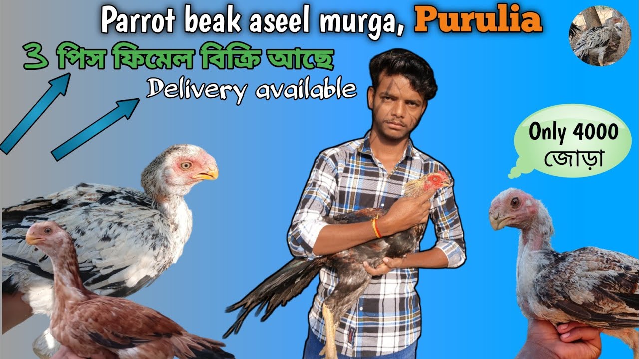 টিয়া ঠোটের মোরগ কম দামে || PURULIA || BANKURA || MANBAZAR || BURDWAN . 9123298878