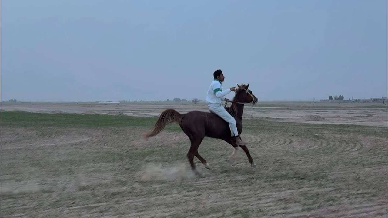 فك حرنه حصان حارن لفتره طويله ( حرنه مستعصيه عند راعيها ) مواكبة الثلاث 