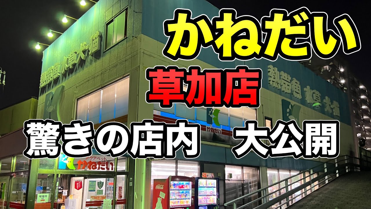 通販も激安🔥業界大手❗️『かねだい草加店』熱帯魚ペットSHOP　大型魚〜小型魚　爬虫類　水草　超特大ボリュームで撮影！