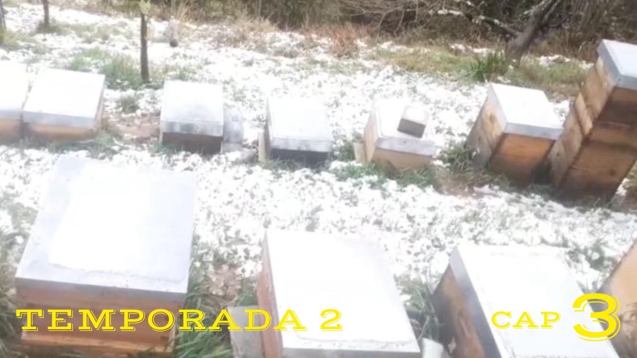 🐝❄️ NEVADA EN EL COLMENAR Y DESASTRES POR TODO ASTURIAS ❄️🐝