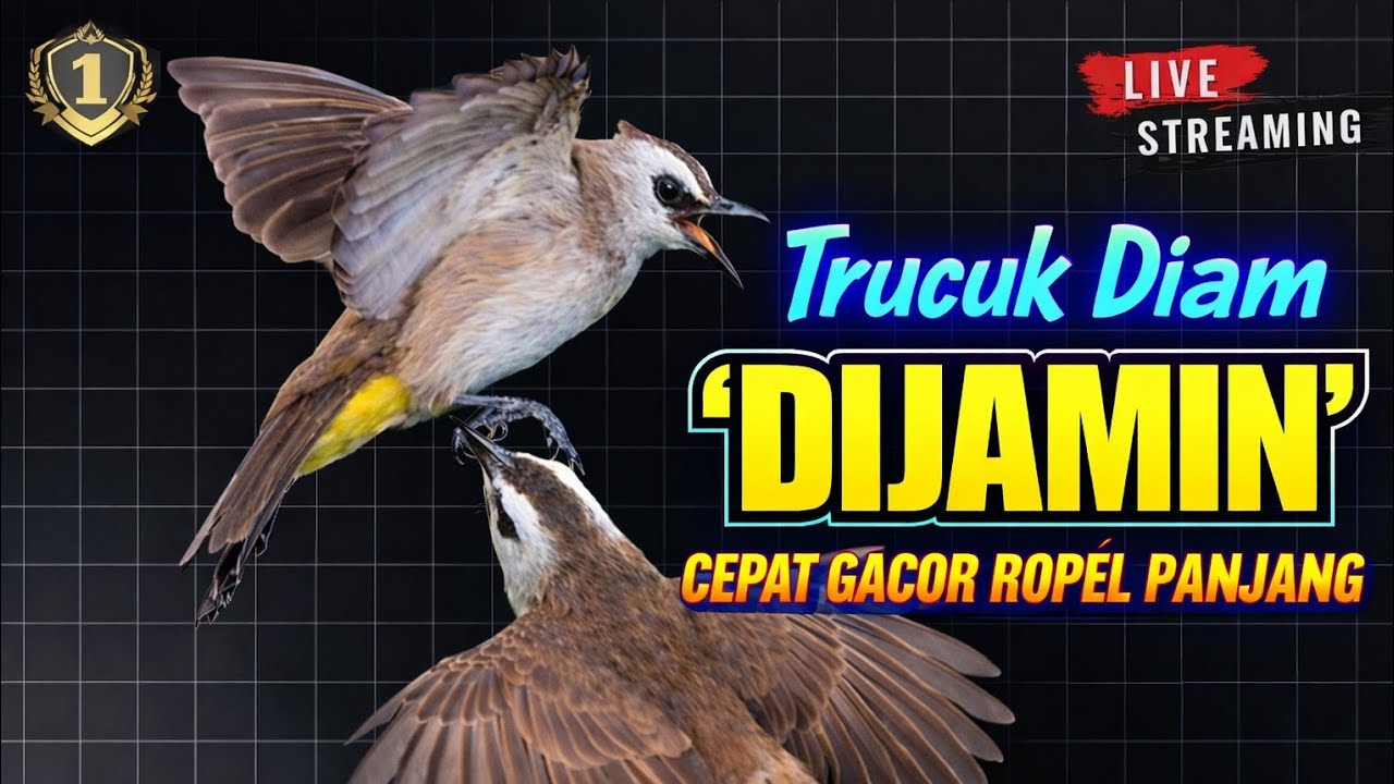 TRUCUKAN GACOR ropel panjang pancingan trucukan gacor agar cepat bunyi