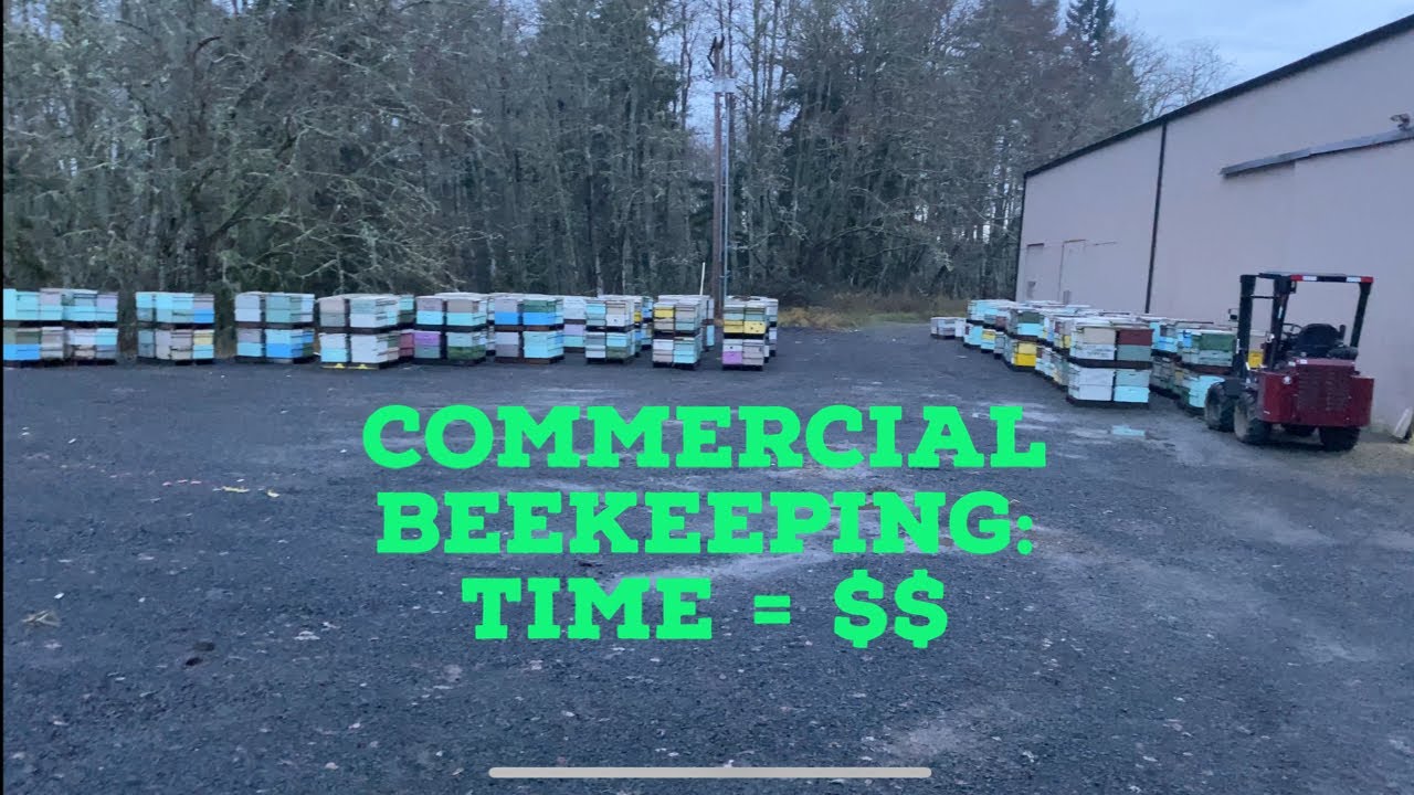 Commercial Beekeeping: Your Time = $$