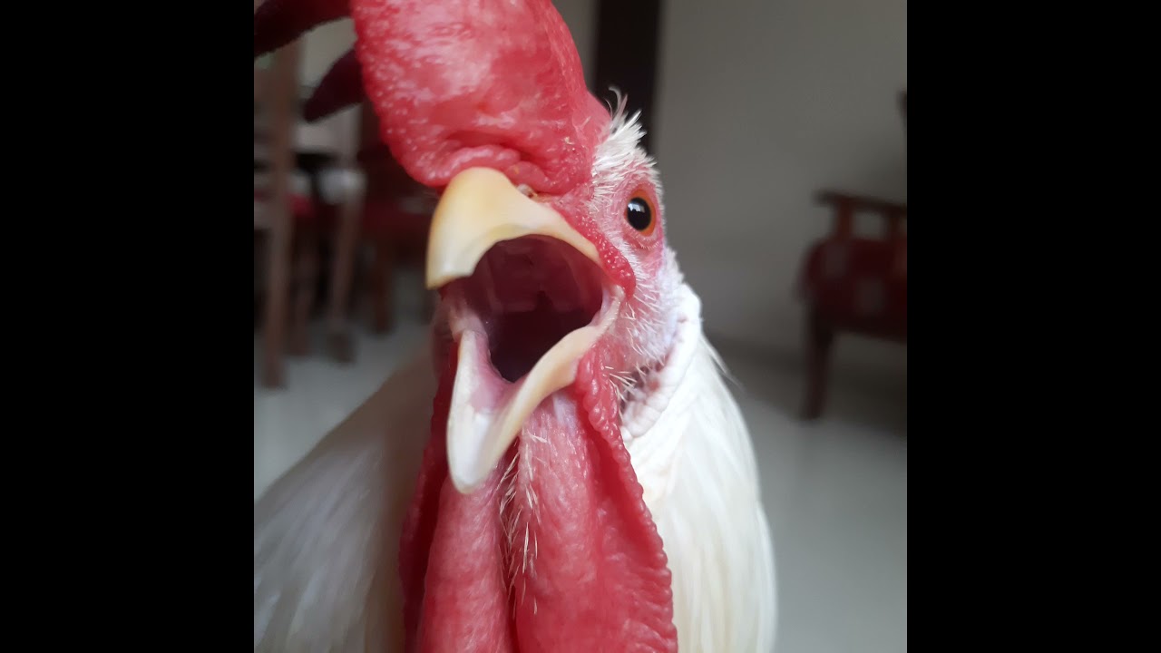 Rooster makes warning sound | keep volume up | ft Mohobat the rooster