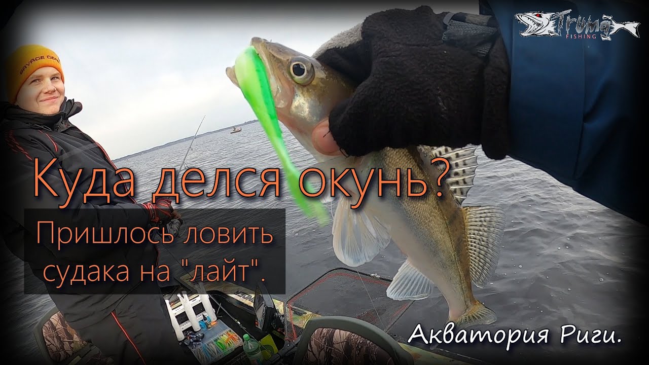Куда делся окунь? ... Пришлось ловить судака на 