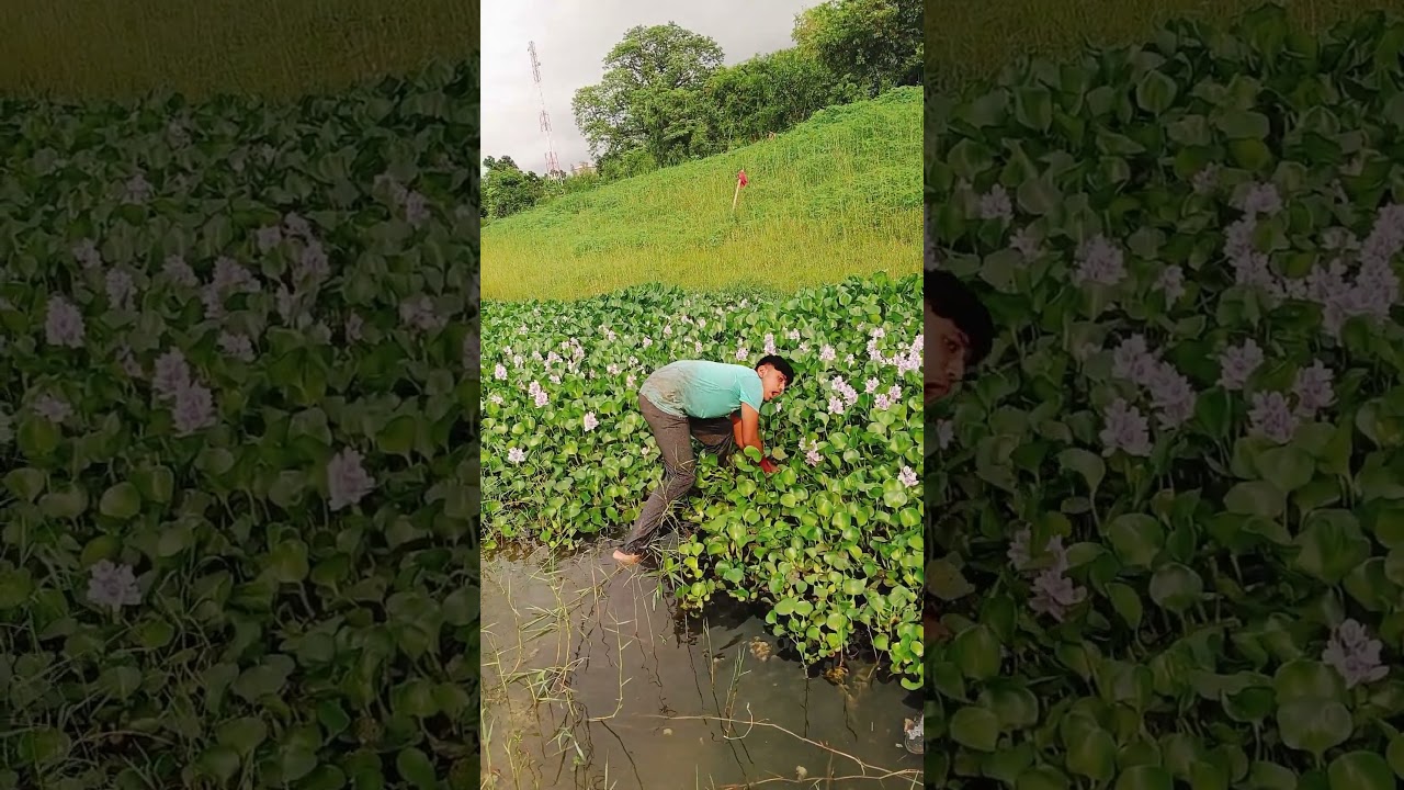 Smartest Bamboo Trap Ever #fishing  #foryou #shorts #viral #villagefishing #bamboofishing #trending