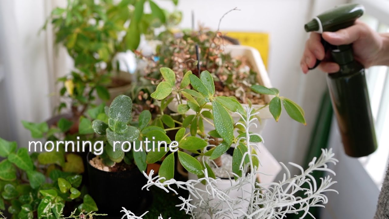 【モーニングルーティン】観葉植物と熱帯魚水槽のある暮らし