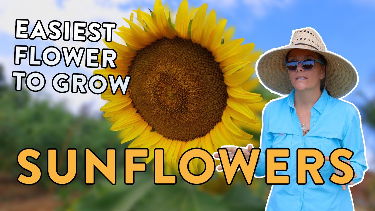 Everything You Need To Know To Grow Sunflowers From Seed To Harvest