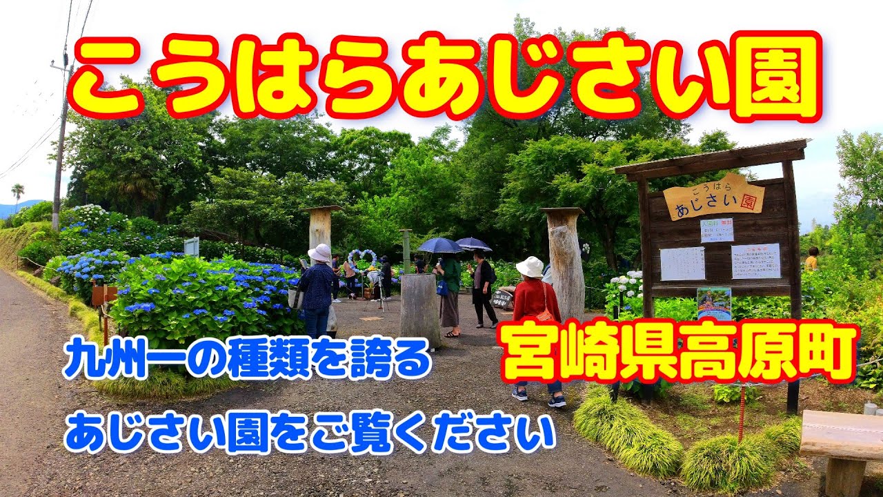 【宮崎散歩】宮崎県高原町　400種を超えるあじさいは必見　トトロもちょっぴりご紹介　宮崎県観光　散歩