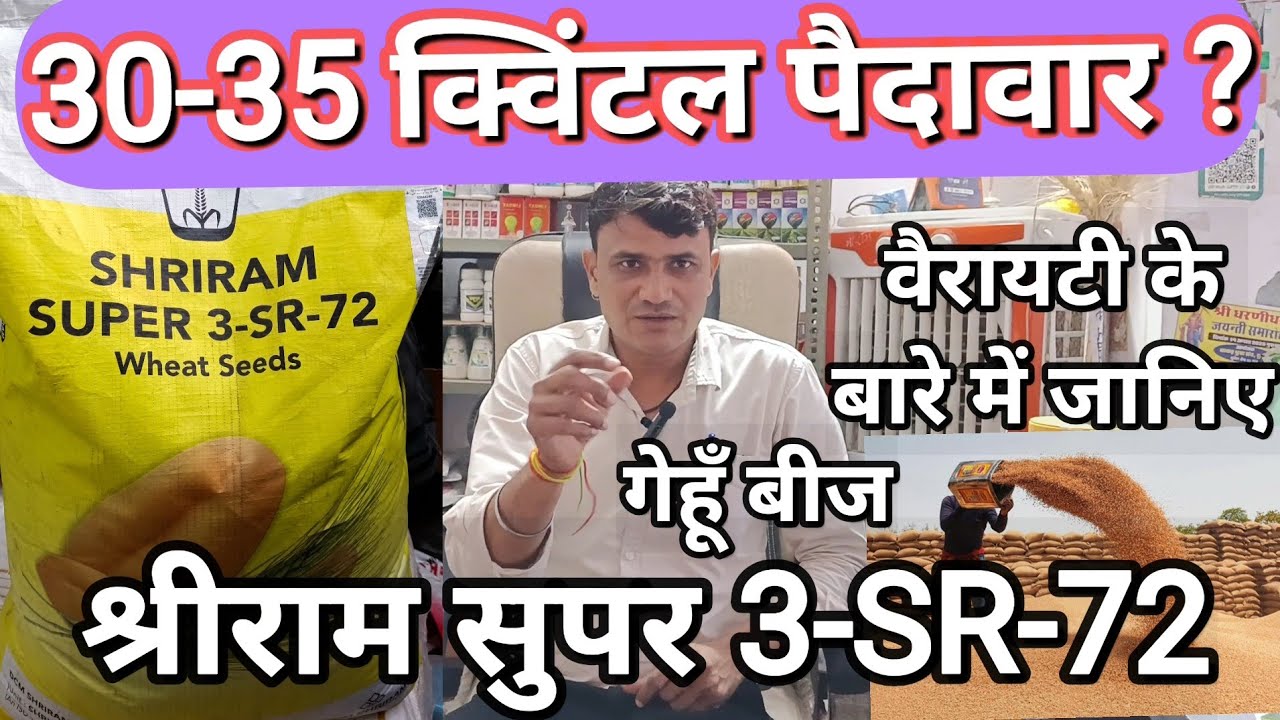 श्रीराम सुपर 3-SR-72 वैरायटी की पूरी जानकारी/ ज्यादा पैदावार देने वाला गेहूँ बीज/ Top Wheat Variety 