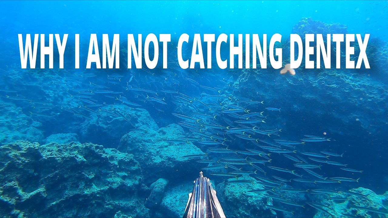 Why I am not catching dentex - Spearfishing Malta