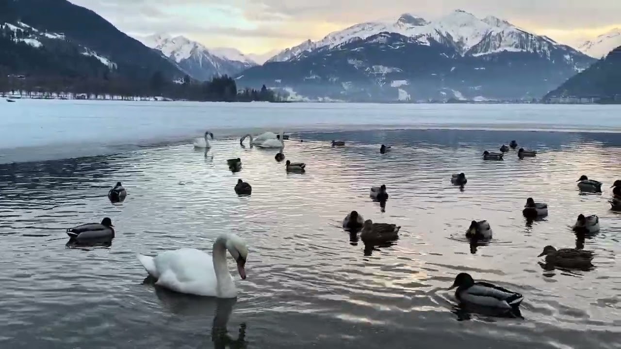 Zell am See, Austria 🇦🇹 — Silence, Swans, and the Alps