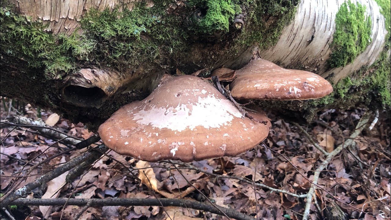 🍄‍🟫 Birch Polypore & Winter Resilience | New Moon in Capricorn with Medicinal Fungi