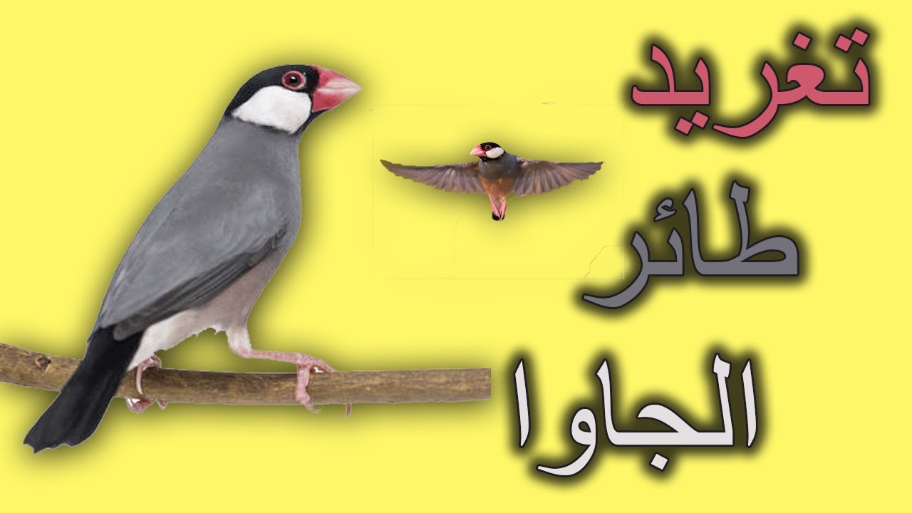 Tuitea el pájaro java o pada تغريد طائر الجاوا أو الپادا