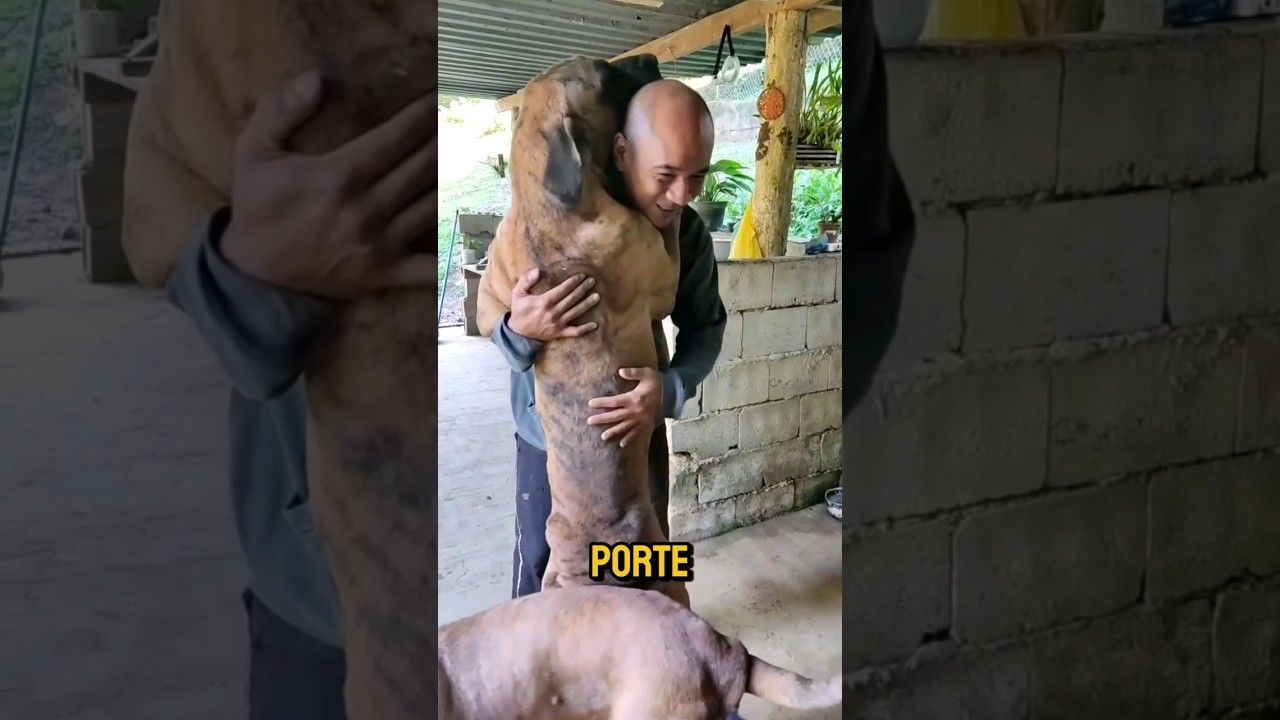 Voc&ecirc; conhece o FILA BRASILEIRO? 🇧🇷