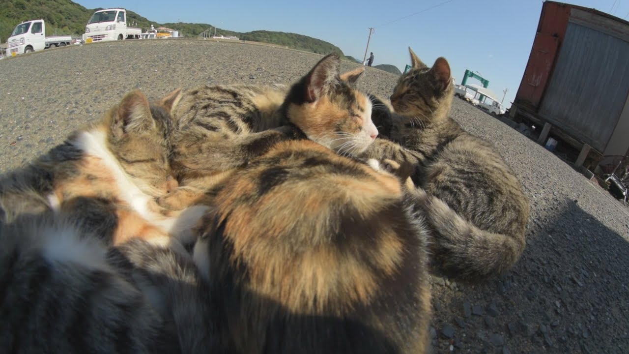 福岡県「相島」で 猫まみれになってきました